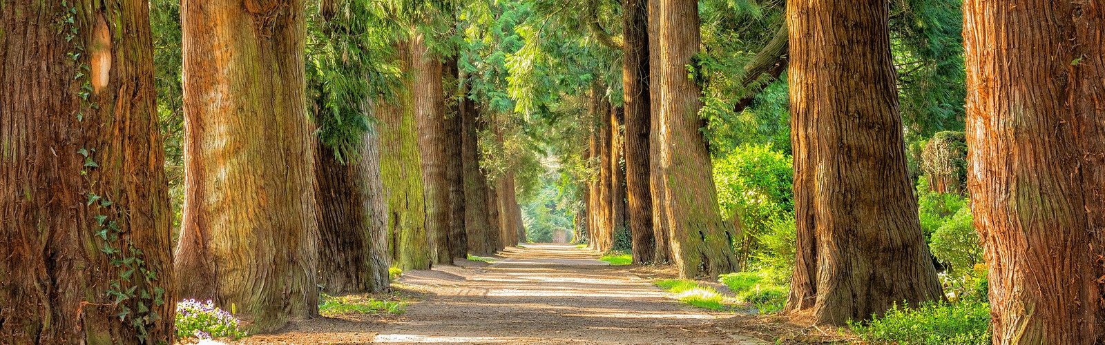 trees nature